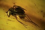 Detailed Fossil Fly (Diptera) In Baltic Amber - Amazing Eyes #87246-1
